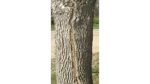 ‘Exploding’ trees went viral on social media. How are those trees doing ...